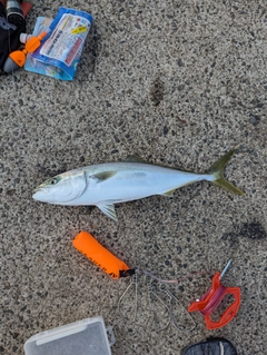 ワラサの釣果