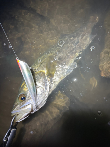 マルスズキの釣果