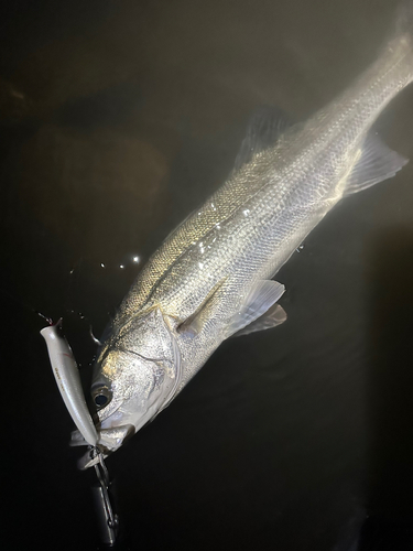 マルスズキの釣果