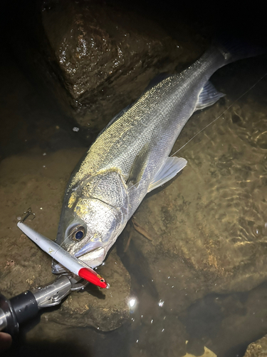 マルスズキの釣果