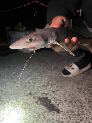 シロザメの釣果・釣り情報まとめ【2024年最新】 - アングラーズ | 釣果600万件の魚釣り情報サイト