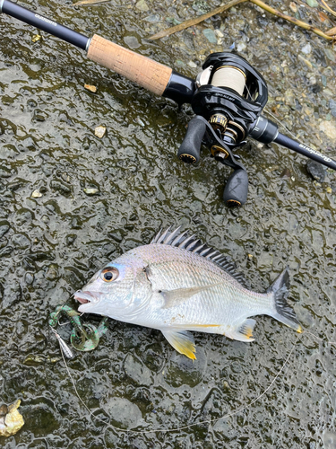 キビレの釣果