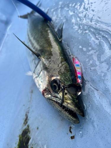 サゴシの釣果