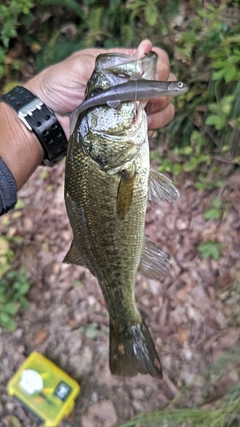 ラージマウスバスの釣果