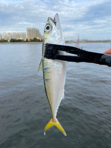 サバの釣果