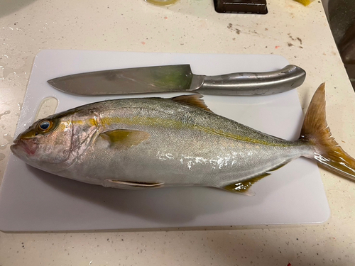 ショゴの釣果