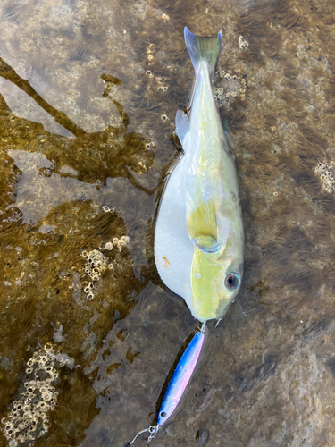 シロサバフグの釣果