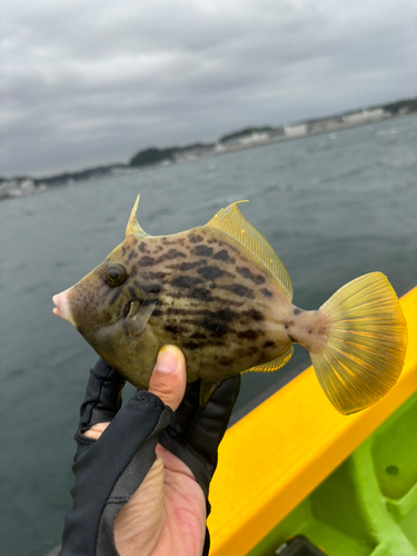 カワハギの釣果