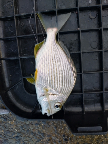 ヘダイの釣果