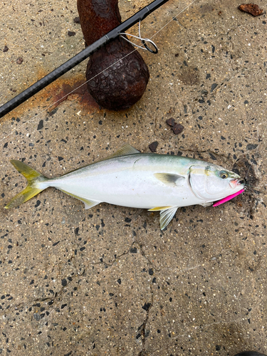 ヤズの釣果