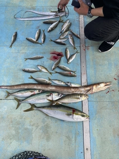 サバの釣果