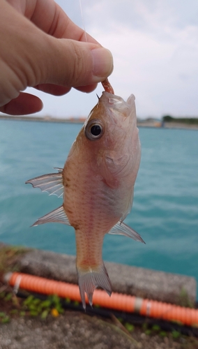 ネンブツダイの釣果