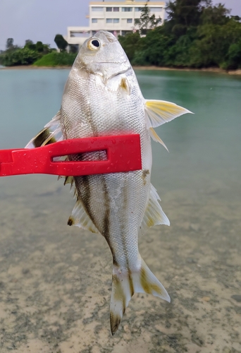 コトヒキの釣果