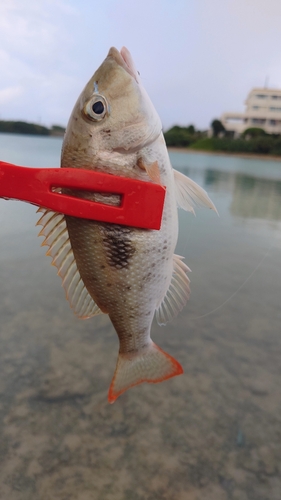 マトフエフキの釣果