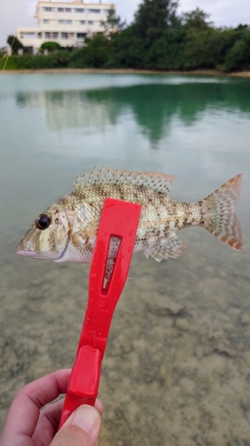 シモフリフエフキの釣果