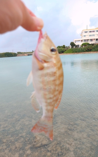 ハナフエフキの釣果