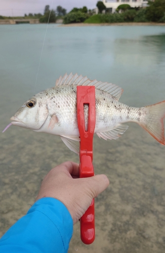 アマミフエフキの釣果