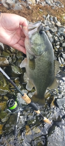 ラージマウスバスの釣果