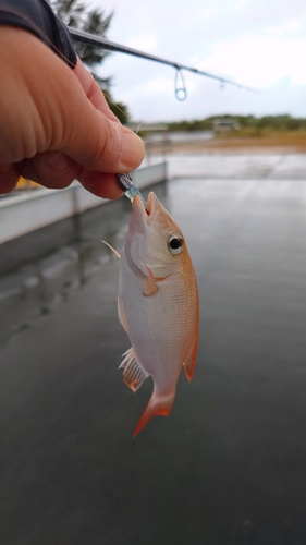 イトヨリダイの釣果