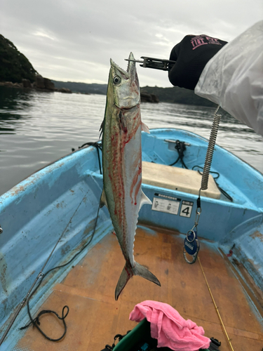 タイの釣果