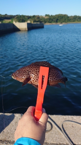 オオモンハタの釣果