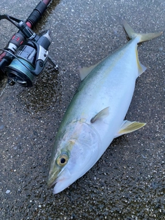 ツバスの釣果