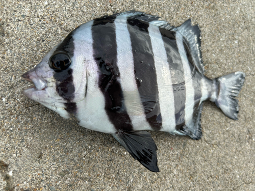 イシダイの釣果