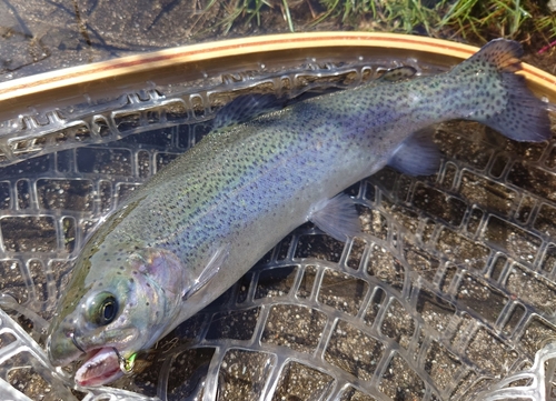 ニジマスの釣果