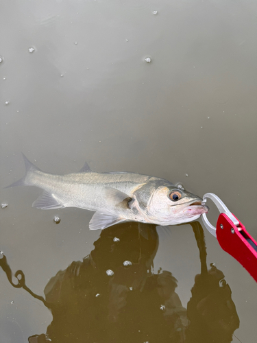 セイゴ（マルスズキ）の釣果