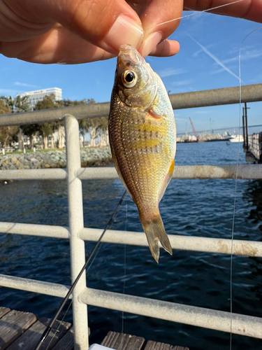 ウミタナゴの釣果