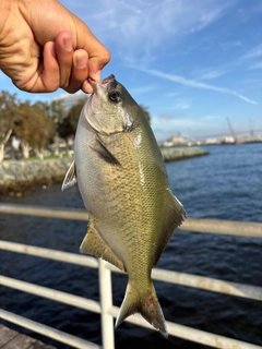 タカベの釣果