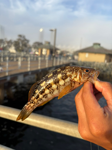 ハタの釣果