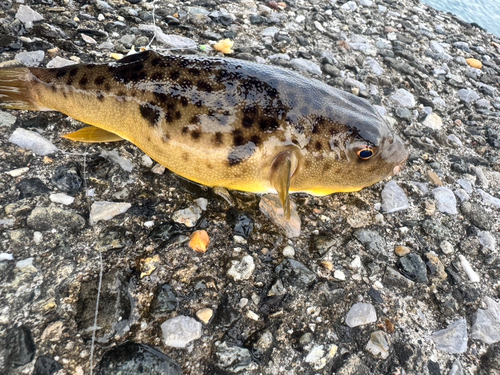 フグの釣果