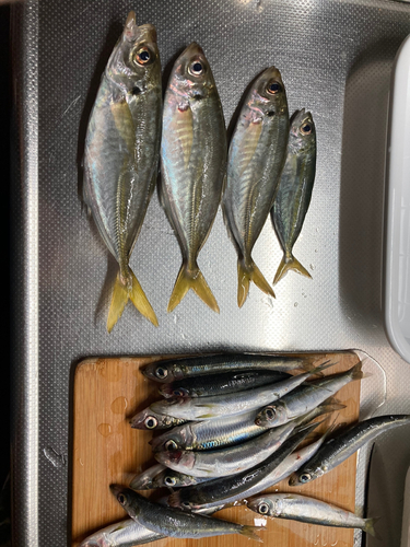 アジの釣果