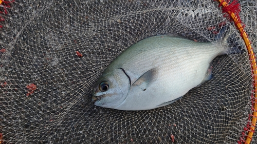 イスズミの釣果