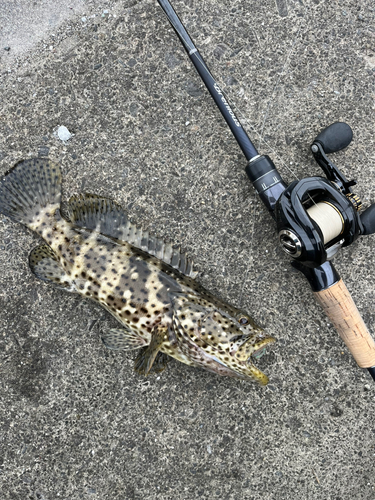 ヤイトハタの釣果