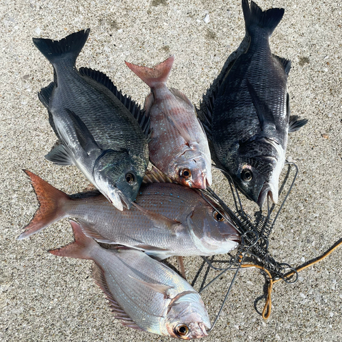 マダイの釣果