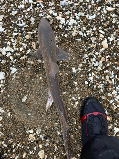 ホシザメの釣果