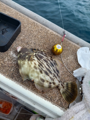 カワハギの釣果