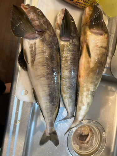 ホッケの釣果