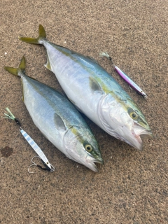 イナダの釣果