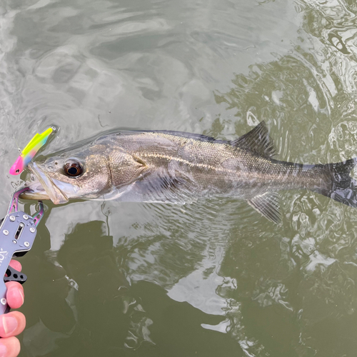 シーバスの釣果