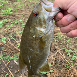 スモールマウスバス