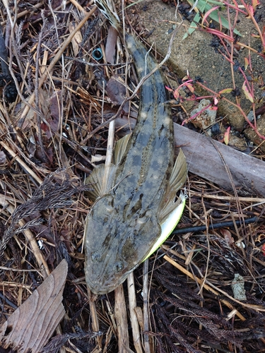 マゴチの釣果