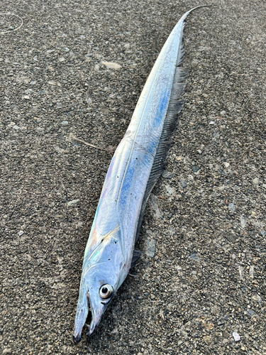 タチウオの釣果