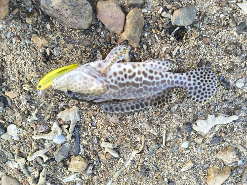 カンモンハタの釣果