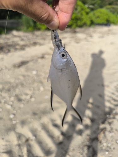 コバンアジの釣果