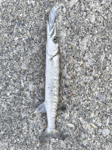 オニカマスの釣果