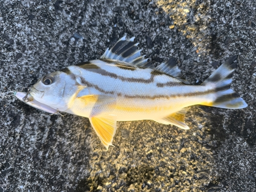 コトヒキの釣果