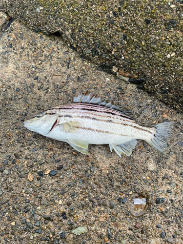 シマイサキの釣果